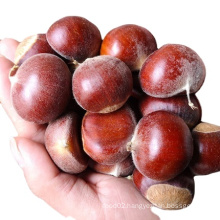 good fresh chesnuts /chinese  organic fresh chesnuts  for export mesh bag
